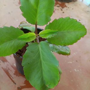 Miracle leaf seedling