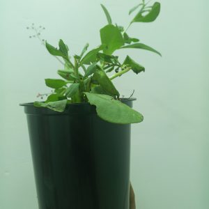 Water leaf seedling