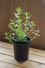 HYSSOP SEEDLING