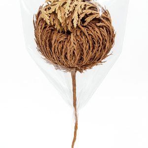 Rose of Jericho