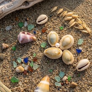 COWRIE SHELLS